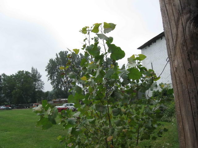 Plymouth Drive-In - 2010 Photo